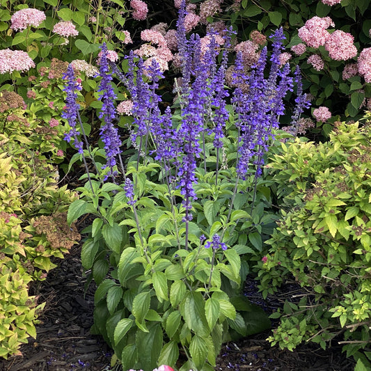 Rockin'® Playin' the Blues® Salvia - Photo Property of Garden Crossings LLC