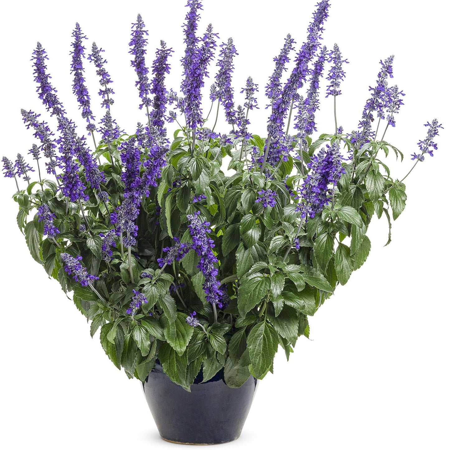 A potted Rockin'® Playin' the Blues® Salvia with tall stems of vibrant purple flowers and dark green leaves, arranged in a blue ceramic pot against a white background - Photo Courtesy of Proven Winners, Inc. Decorative pot not included.