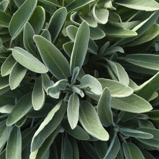 Close-up of 'Silver Scent' Perennial Salvia, a deer resistant plant with dense clusters of elongated, velvety green leaves that have a silvery hue and textured surface - Photo Courtesy of Ball Horticulture, Inc.
