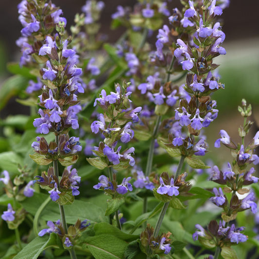 Silver Scent' Perennial Salvia - Photo Courtesy of Ball Horticulure, Inc.