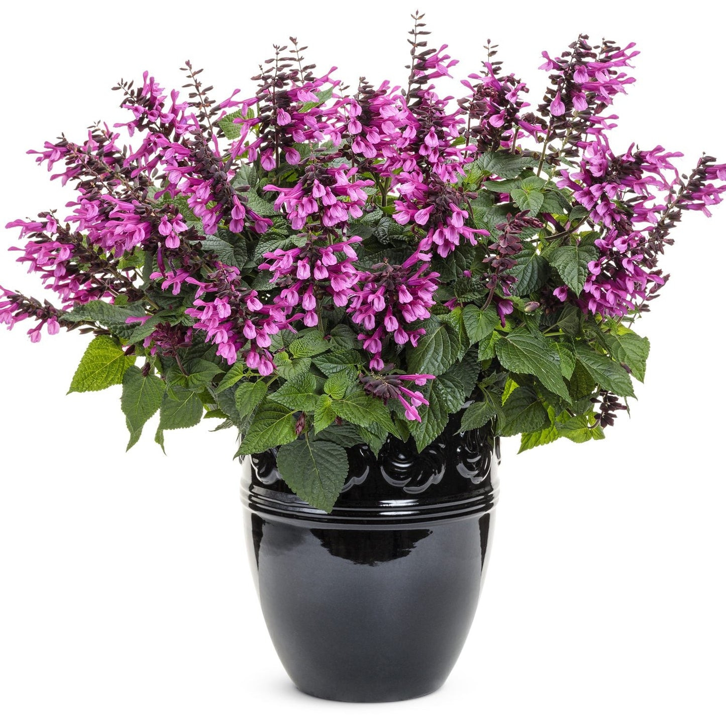 A black ceramic pot holds Unplugged® Pink Salvia, featuring dense green foliage and abundant spikes of vibrant pink flowers. This drought-tolerant annual is striking, easy to care for, and is displayed against a white background. - Photo Courtesy of Proven Winners, Inc.