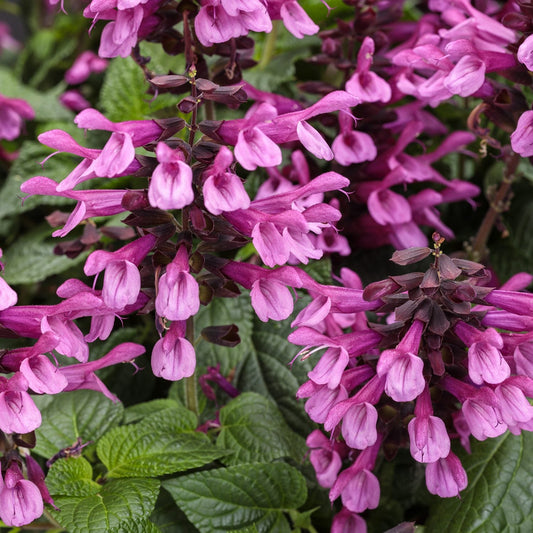 Unplugged® Pink Salvia features clusters of vibrant purple-pink tubular flowers and textured green leaves, creating a lush display. This drought-tolerant annual thrives in tough conditions, adding beauty to any garden. - Photo Courtesy of Proven Winners, Inc.