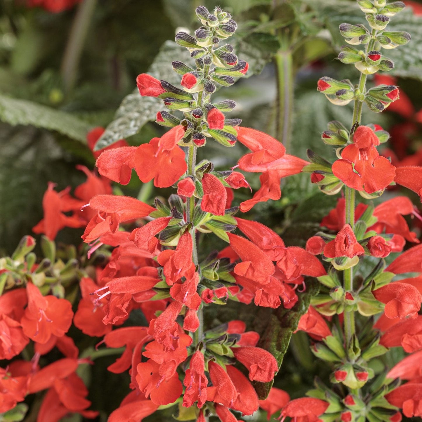 Close-up of Unplugged® Red Salvia, a deer-resistant hummingbird plant with green leaves in the background. Tall spikes are densely packed with vibrant tubular red blooms. - Photo Courtesy of Proven Winners, Inc.