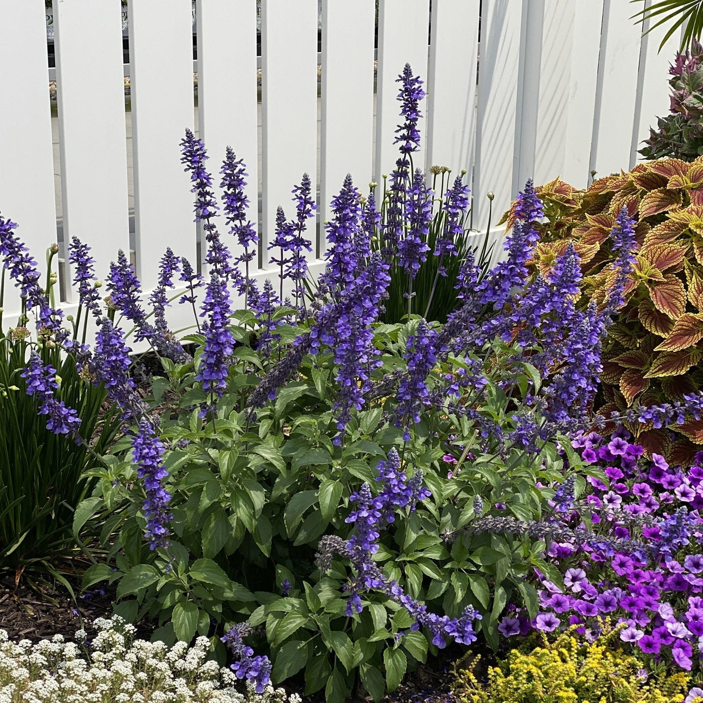 A pollinator garden with tall Unplugged® So Blue™ Salvia flower spikes, green leaves, yellow and purple coleus, white alyssum, and purple petunias—artfully displayed in front of a white fence. - Photo Property of Garden Crossings LLC.