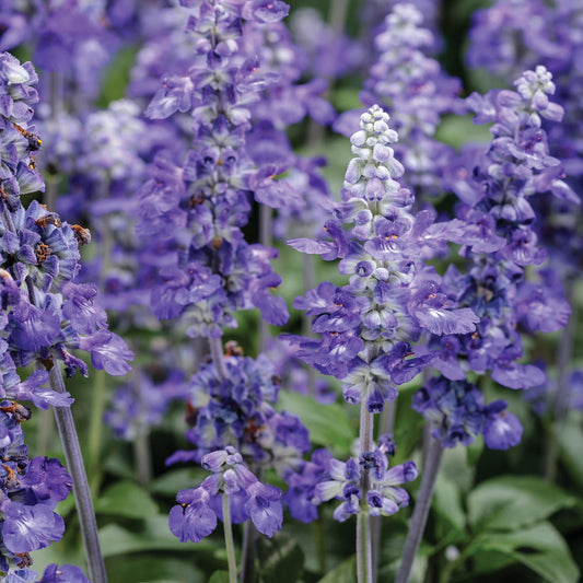 A close-up of tall Unplugged® So Blue™ Salvia showcases blue flower spikes and lush green foliage—ideal for adding vibrant color and attracting pollinators to your garden. - Photo Courtesy of Proven Winners, Inc.
