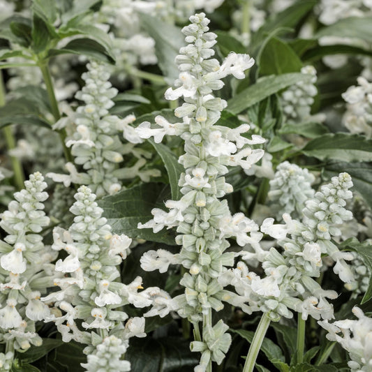 Unplugged® White Salvia features tall spikes of delicate white flowers and lush green leaves, forming dense clusters that brighten any pollinator garden. - Photo Courtesy of Proven Winners, Inc.