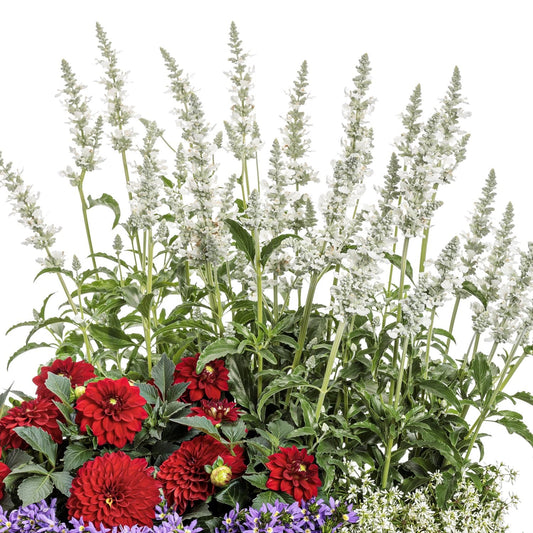 A cluster of Unplugged® White Salvia stands tall behind red dahlias and small purple and white flowers, all set against a white background—perfect for creating a beautiful pollinator garden. - Photo Courtesy of Proven Winners, Inc.