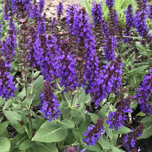 Close-up of tall spikes of vibrant purple 'Violet Profusion' Perennial Salvia with green leaves grow closely in a garden bed, adding lasting color with blurred plants in the background - Photo Property of Garden Crossings LLC.
