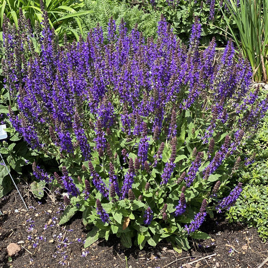 'Violet Profusion' Perennial Salvia features tall spikes of small, vibrant purple flowers rising above lush green foliage, making a striking addition to any garden bed - Photo Property of Garden Crossings LLC.