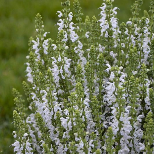 Close-up of ‘White Profusion’ Perennial Salvia features dense green stems topped with clusters of delicate white blooms, ideal for creating a thriving pollinator garden against a lush green outdoor backdrop - Photo Courtesy of Proven Winners, Inc.