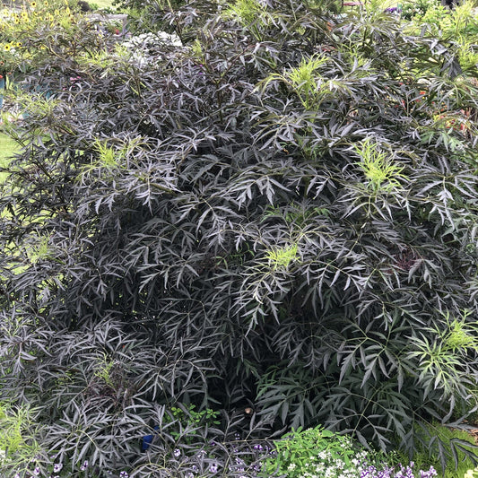 The Black Lace® Elderberry (Sambucus) features dark purple, finely cut leaves with bright green new growth at the tips. This shrub creates striking contrast in a garden among other plants and flowers. - Photo Property of Garden Crossings LLC