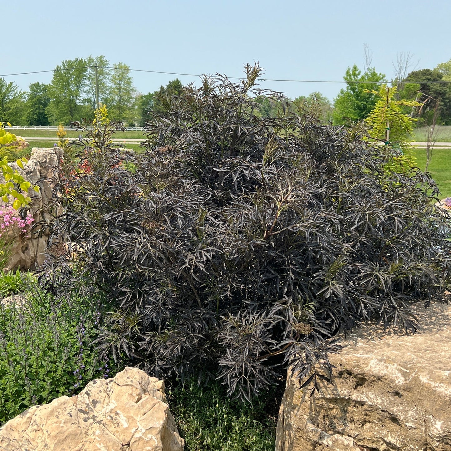 A large Black Lace® Elderberry (Sambucus), a striking deer-resistant shrub with dark purple-black foliage, grows among rocks in a landscaped garden bordered by green grass, trees, and set beneath a clear sky. - Photo Property of Garden Crossings LLC