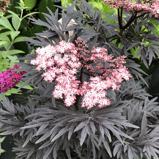 Laced Up® Elderberry (Sambucus) - Photo Property of Garden Crossings LLC