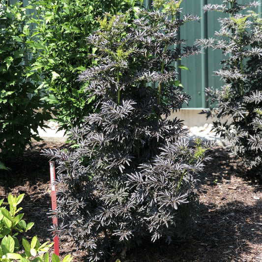 Laced Up® Elderberry (Sambucus) - Photo Property of Garden Crossings LLC