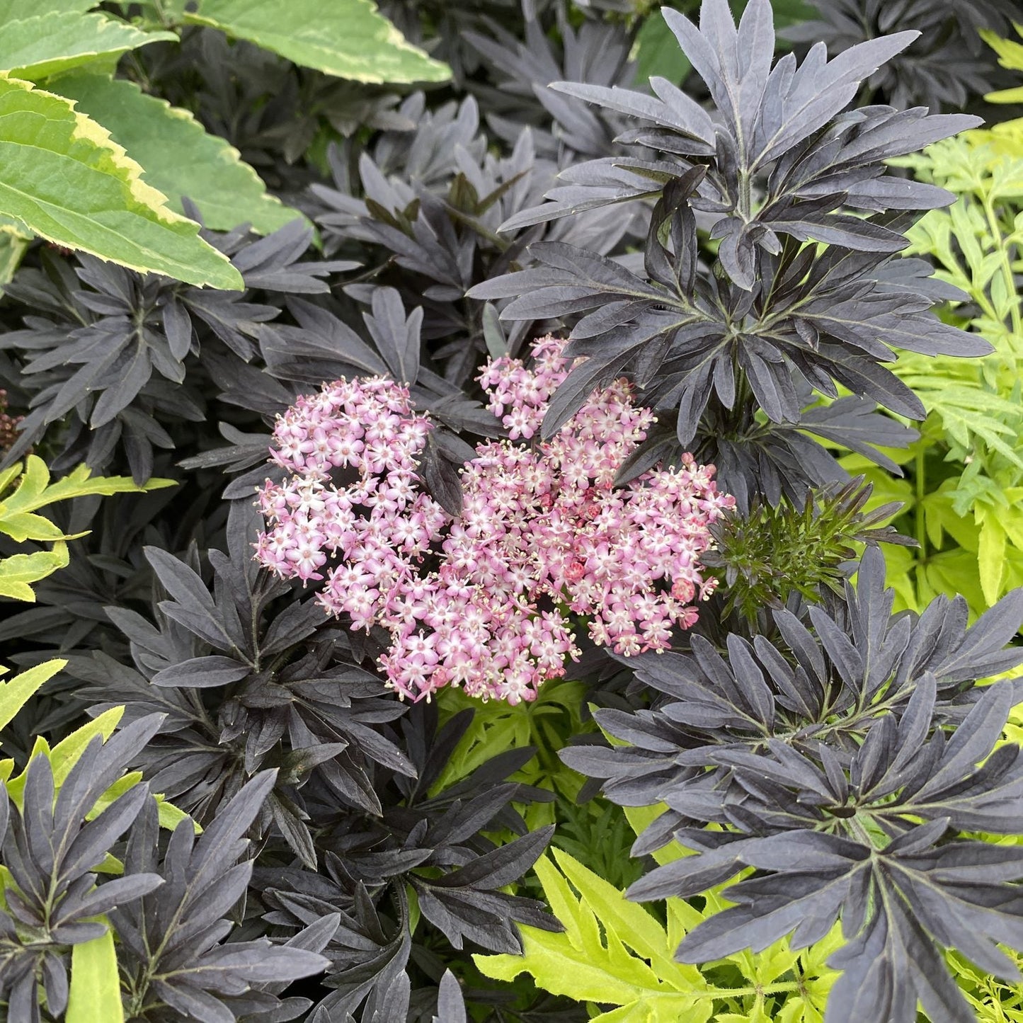 A vibrant garden features a cluster of small, pale pink flowers from Laced Up® Elderberry (Sambucus) surrounded by dark purple-green, spiky leaves and some bright green foliage. - Photo Property of Garden Crossings LLC