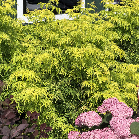 Lemony Lace® Elderberry (Sambucus) - Photo Property of Garden Crossings LLC