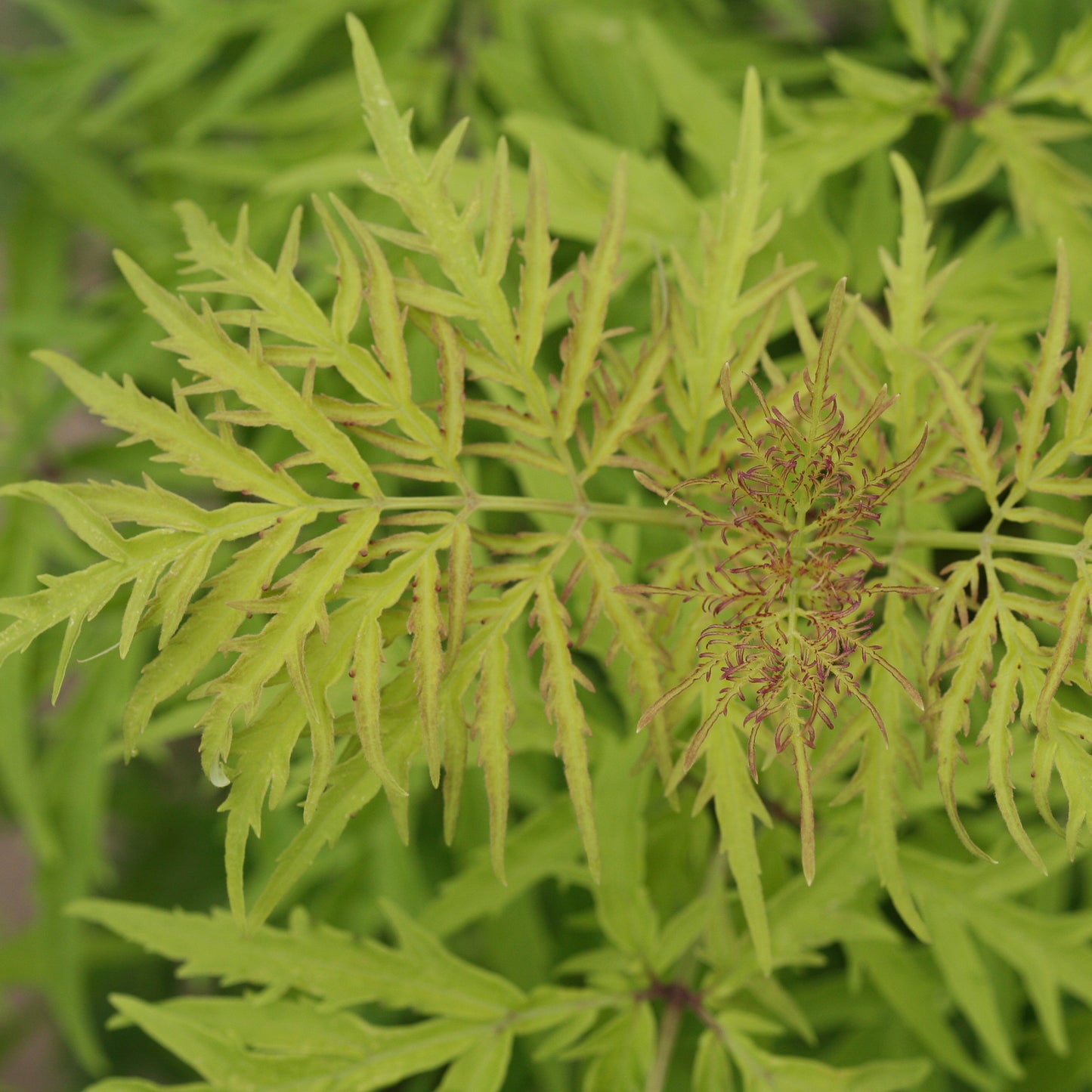 Bright green, deeply lobed leaves with serrated edges fill the frame. At the center, small reddish-brown structures contrast with the foliage—hallmarks of the Lemony Lace® Elderberry (Sambucus) flowering shrub. - Photo Courtesy of Proven Winners, Inc.