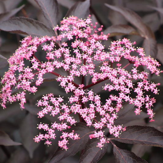 Pink Pony™ Elderberry (Sambucus) - Photo Courtesy of Proven Winners, Inc.