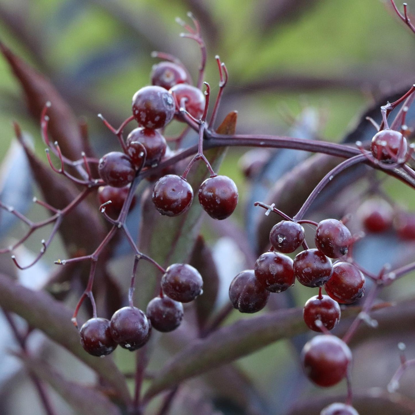 Clusters of shiny dark red berries grow on thin, reddish stems among elongated, deep purple leaves of the Pink Pony™ Elderberry (Sambucus), set against a blurred green background. - Photo Courtesy of Proven Winners, Inc.