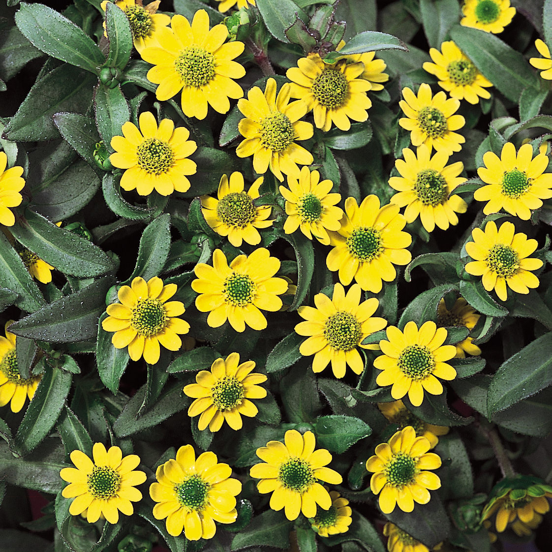 Sunbini® Creeping Zinnia (Sanvitalia) fills the frame with vibrant yellow blooms, green centers, and dark green leaves - Photo Courtesy of Proven Winners, Inc.