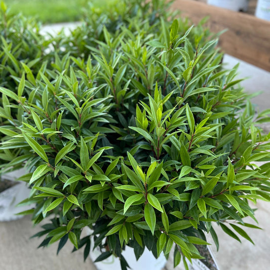 Top-down view of the The Sweet & Lo™ Sweet Box (Sarcococca) with dense, pointed green leaves in a white container, set outdoors on concrete with other plants in the background. - Photo Property of Garden Crossings LLC