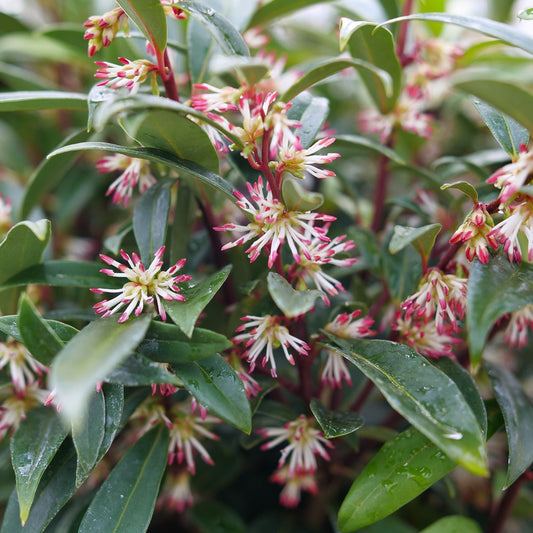 Sweet & Lo™ Sweet Box (Sarcococca) - Photo Courtesy of Proven Winners, Inc.