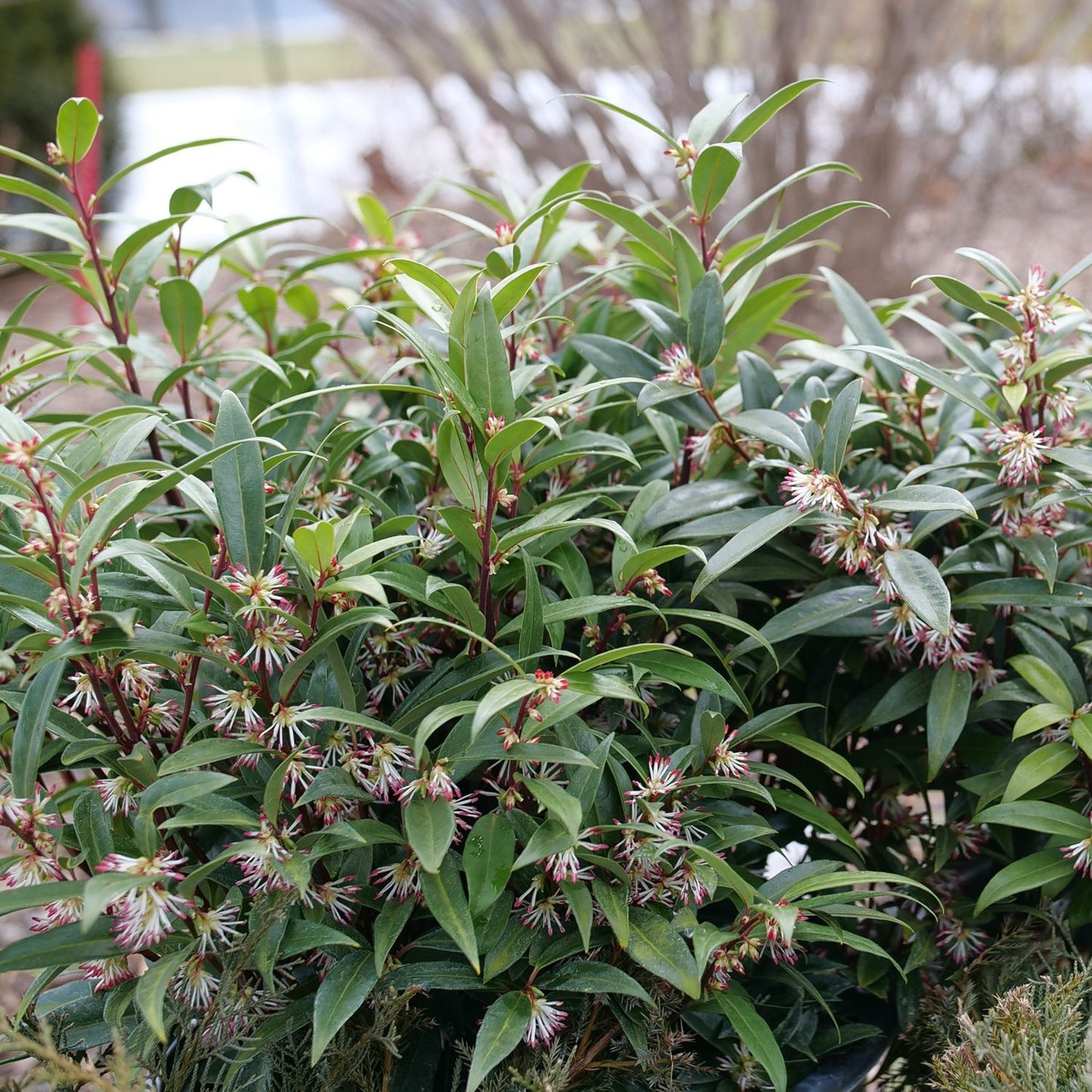 Sweet & Lo™ Sweet Box (Sarcococca) is a dense, evergreen shrub with slender green leaves and clusters of small, spiky white flowers with red centers, ideal for shady garden spots. - Photo Courtesy of Proven Winners, Inc.