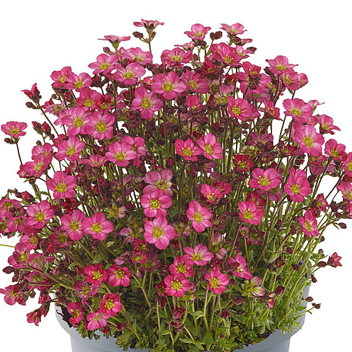 The Marto™ Hot Rose Rockfoil (Saxifraga) is a drought-tolerant perennial with clusters of small, bright pink, five-petaled flowers featuring yellow centers and green foliage on slender stems - Photo Courtesy of Ball Horticulture, Inc. Decorative pot not included.