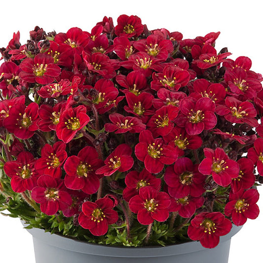 A close-up of Marto™ Red Rockfoil (Saxifraga) with clusters of vibrant deep red flowers with yellow centers, surrounded by green foliage in a gray pot against a white background - Photo Courtesy of Ball Horticulture, Inc. Decorative pot not included.