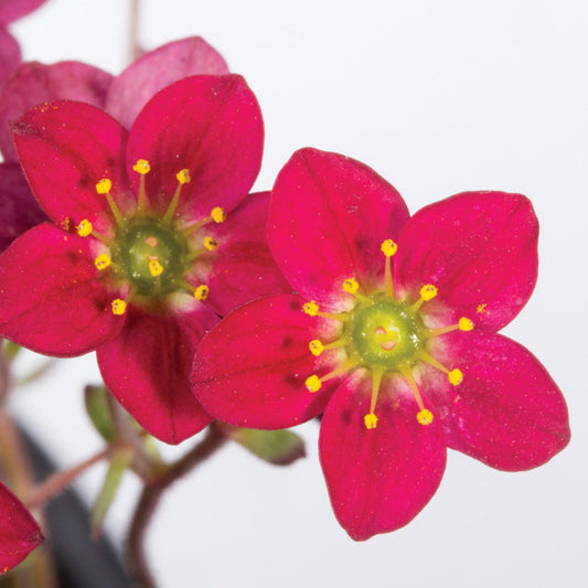 Two vibrant pink-red Marto™ Red Rockfoil (Saxifraga) flowers with five petals and yellow-tipped stamens, are shown against a light background with green stems - Photo Courtesy of Ball Horticulture, Inc.