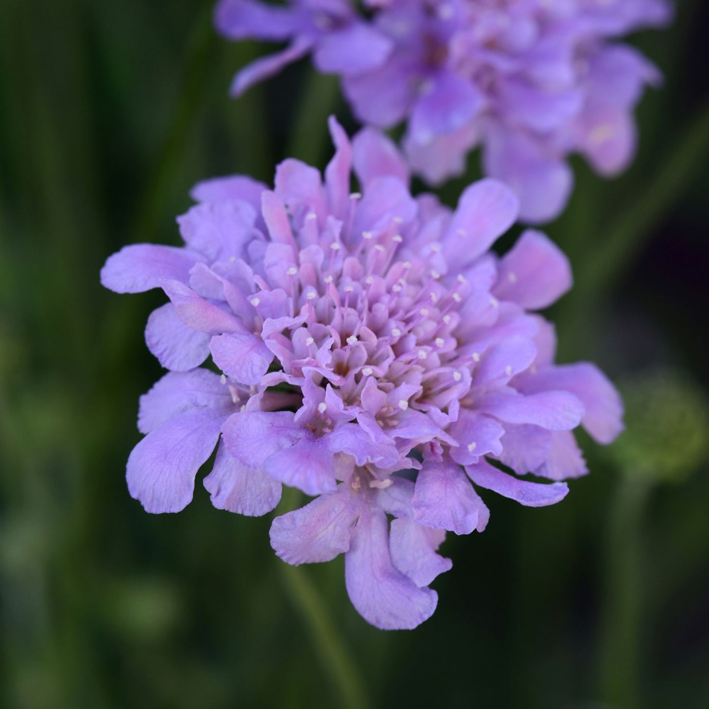 Close-up of a Flutter™ Deep Blue Pincushion Flower (Scabiosa) highlighting its delicate layered petals and unique pincushion center set against a soft green backdrop - Photo Courtesy of Ball Horticulture, Inc.