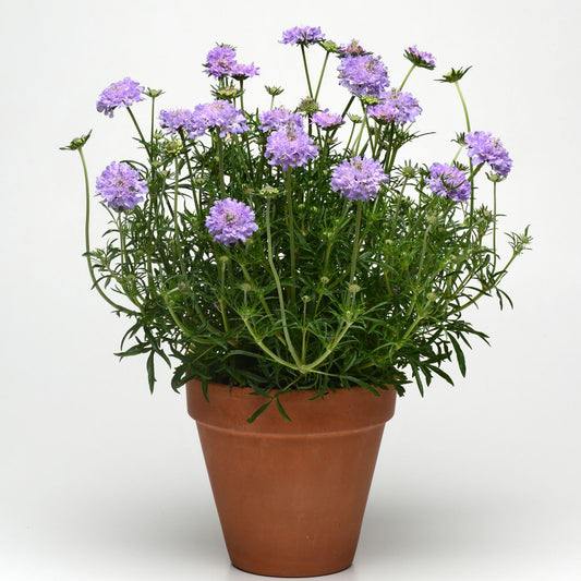A brown terracotta pot holds green foliage and clusters of light purple Flutter™ Deep Blue Pincushion Flower (Scabiosa) displayed against a plain white background - Photo Courtesy of Ball Horticulture, Inc. Decorative pot not included.
