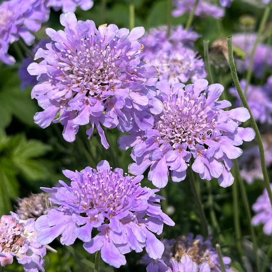 Close-up of blooming Flutter™ Deep Blue Pincushion Flower (Scabiosa) with delicate purple petals and vibrant green foliage, its blossoms standing out against lush greenery - Photo Property of Garden Crossings LLC.