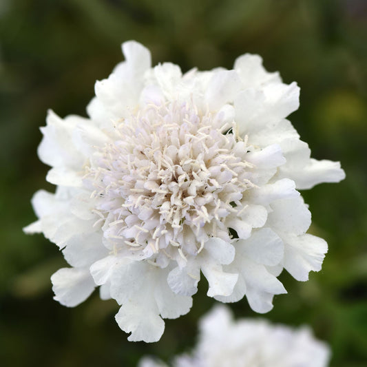 Close-up of Flutter™ Pure White Pincushion Flower (Scabiosa) in full bloom, displaying delicate ruffled petals and a dense center stands out against a softly blurred green background - Photo Courtesy of Ball Horticulture, Inc.