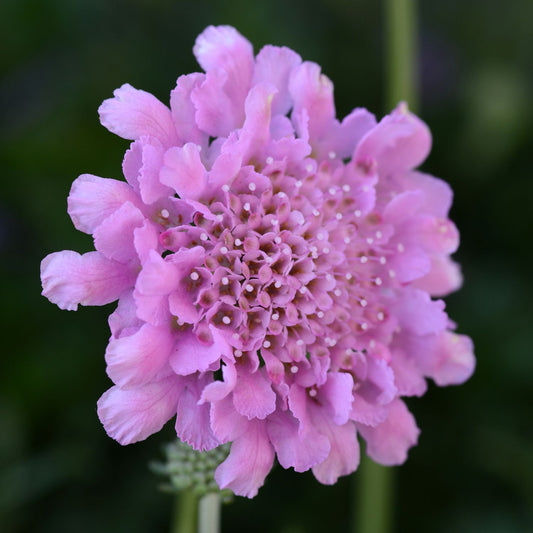 Flutter™ Rose Pink Pincushion Flower (Scabiosa) - Photo Courtesy of Ball Horticulure, Inc.