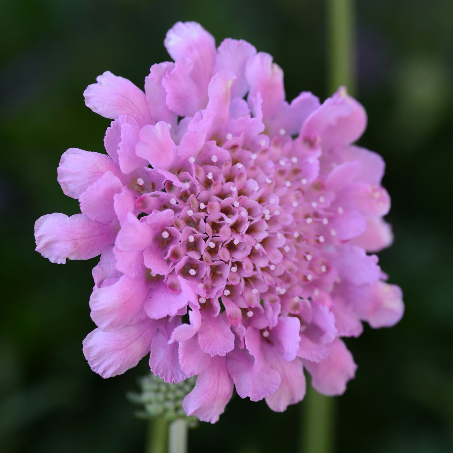 A close-up of a single Flutter™ Rose Pink Pincushion Flower (Scabiosa) in bloom, displaying its soft frilled petals and clustered center against a dark green background - Photo Courtesy of Ball Horticulture, Inc.