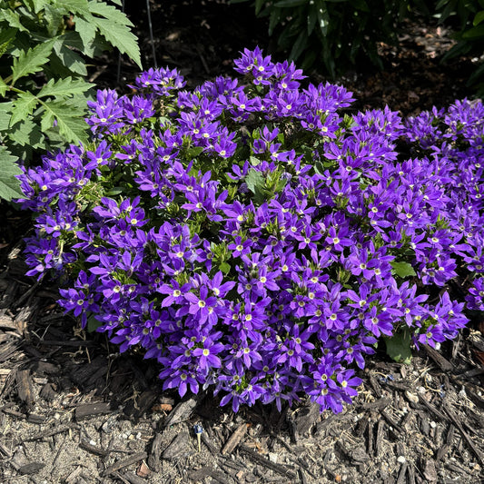 Stardiva™ Blue Fan Flower (Scaevola) - Photo Property of Garden Crossings LLC