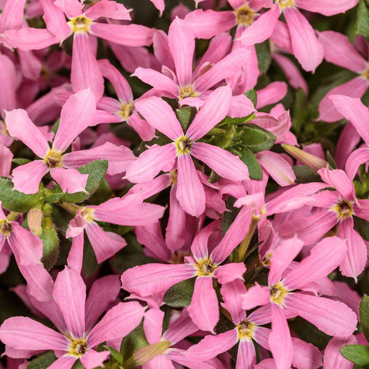 Close-up of numerous Stardiva™ Pink Fan Flower (Scaevola) blooms, each with five narrow petals and small green leaves. These densely clustered annual pink flowers create a vibrant, textured floral display - Photo Courtesy of Proven Winners, Inc.