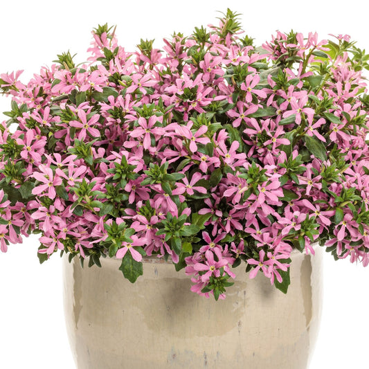A ceramic pot filled with lush green foliage and abundant star-shaped pink blooms features the charming Stardiva™ Pink Fan Flower (Scaevola) in full bloom - Photo Courtesy of Proven Winners, Inc. Decorative pot not included.