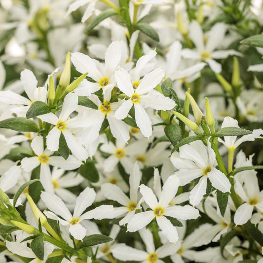 Close-up of a cluster of white, star-shaped Stardiva™ White Fan Flower (Scaevola) blooms with yellow centers and green leaves, featuring both open flowers and buds for a lush, vibrant look - Photo Courtesy of Proven Winners, Inc.