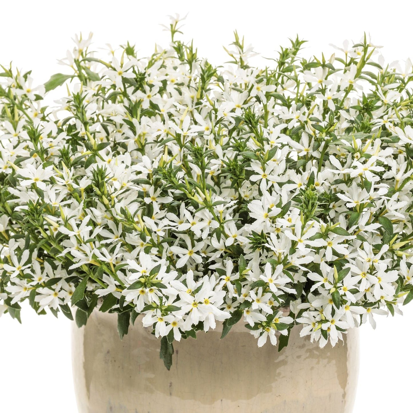A ceramic pot displays lush green foliage and many star-shaped Stardiva™ White Fan Flower (Scaevola) blooms with yellow centers, all set against a white background - Photo Courtesy of Proven Winners, Inc. Decorative pot not included.