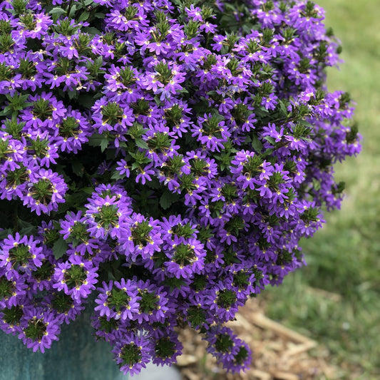 Whirlwind® Blue Fan Flower (Scaevola) features dense clusters of vibrant purple blooms and green foliage in a teal container - Photo Property of Garden Crossings LLC. Decorative pot not included.
