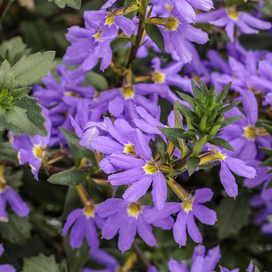 Whirlwind® Blue Fan Flower (Scaevola) - Photo Courtesy of Proven Winners, Inc.