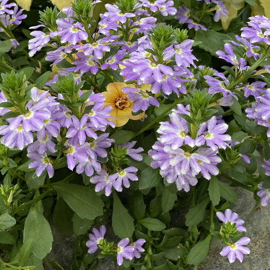 Clusters of Whirlwind® Starlight™ Fan Flower (Scaevola) with light purple blooms and green leaves fill the image; a single yellow-orange flower draws focus - Photo Property of Garden Crossings LLC
