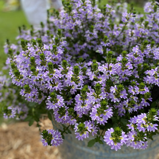 A close-up of Whirlwind® Starlight™ Fan Flower (Scaevola), a drought-tolerant annual with dense light purple blooms among green foliage, set outdoors on a sunny day - Photo Property of Garden Crossings LLC. Decorative pot not included.