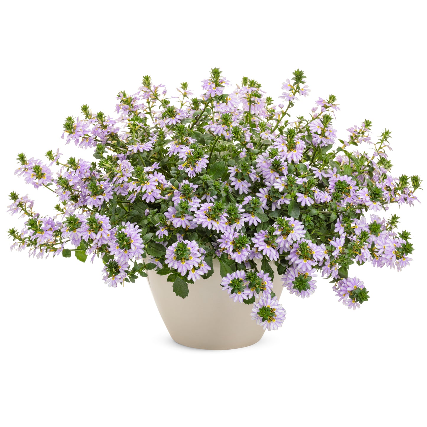 Whirlwind® Starlight™ Fan Flower (Scaevola) - Photo Courtesy of Proven Winners, Inc.