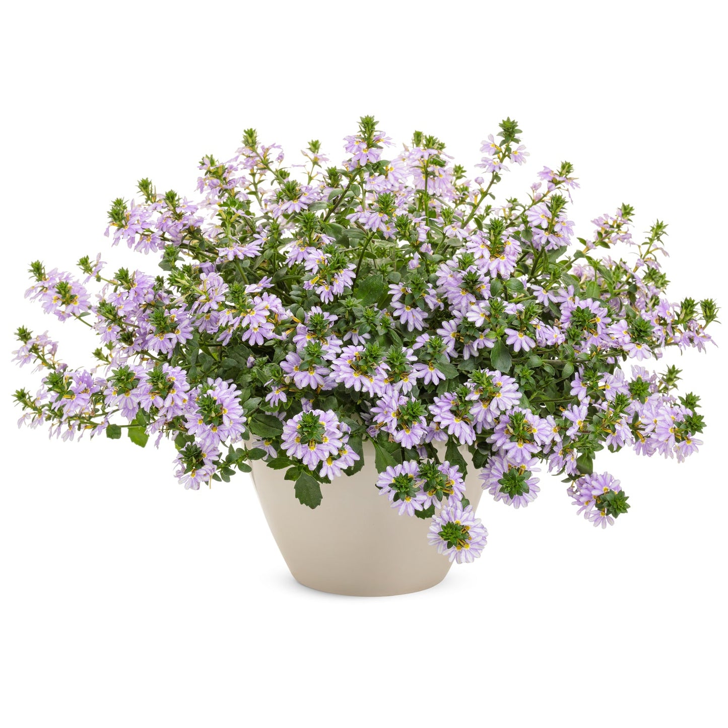 A beige pot with Whirlwind® Starlight™ Fan Flower (Scaevola), featuring green foliage and abundant small, light purple daisy-like blooms - Photo Courtesy of Proven Winners, Inc. Decorative pot not included.