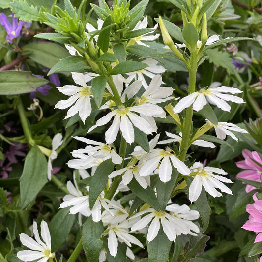 Whirlwind® White Fan Flower (Scaevola) - Photo Property of Garden Crossings LLC