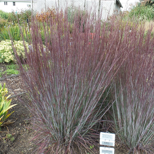 Prairie Winds® 'Blue Paradise' Little Bluestem (Schizachyrium) - Photo Property of Garden Crossings LLC