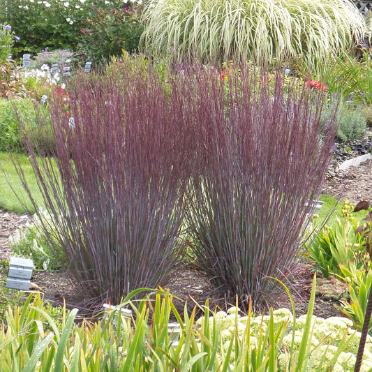 Prairie Winds® 'Blue Paradise' Little Bluestem (Schizachyrium) - Photo Property of Garden Crossings LLC